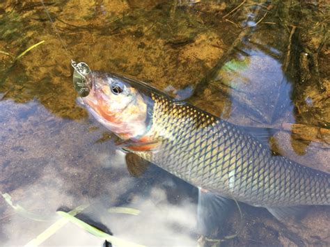 Fallfish (Freshwater Fish of Massachusetts) · iNaturalist.